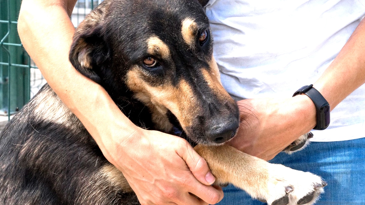 Son chien devient sourd, il le dépose au refuge “à quoi bon le garder s’il nous entend plus ?”