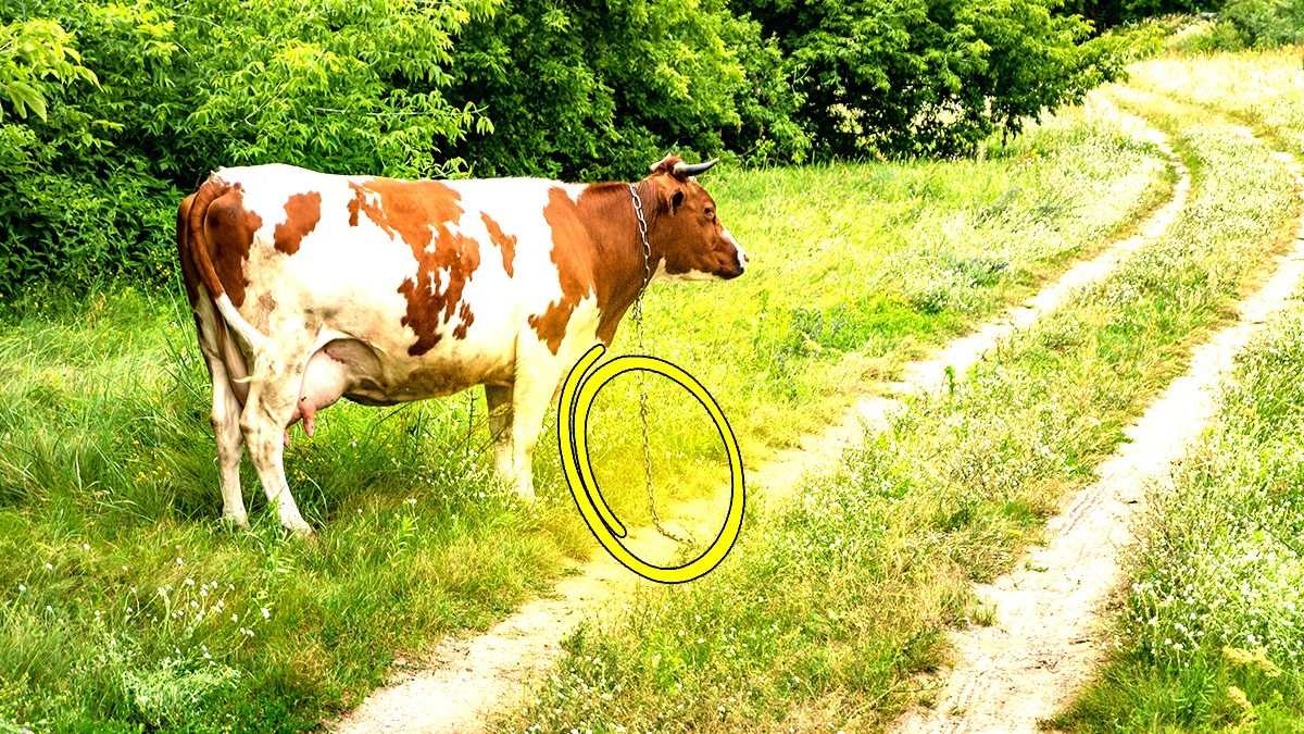 Une vache attachée à un arbre au bord d’un chemin de randonnée “on n’avait plus de terrain, alors voilà”