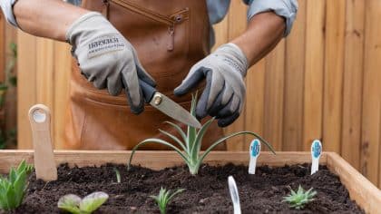 8 jardiniers sur 10 coupent leur lavande au mauvais moment, voici le bon geste selon ce spécialiste