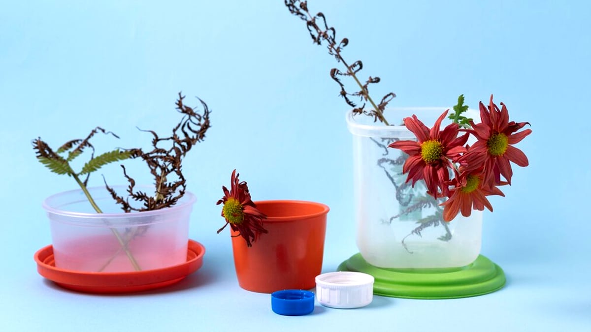 Planter ces 3 plantes ensemble permettrait de limiter les maladies fongiques “c’est notre trio gagnant depuis 5 ans”