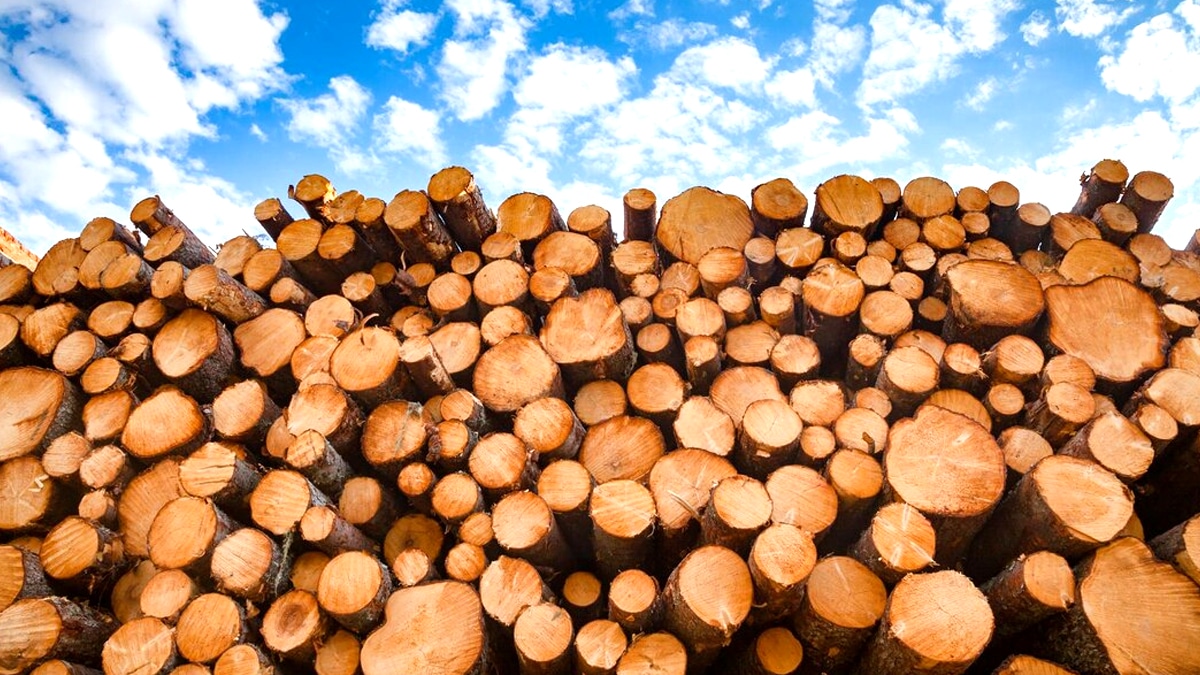 Le décret du 12 avril 2025 précise que les livraisons de bois en vrac doivent désormais inclure un certificat de provenance forestière responsable