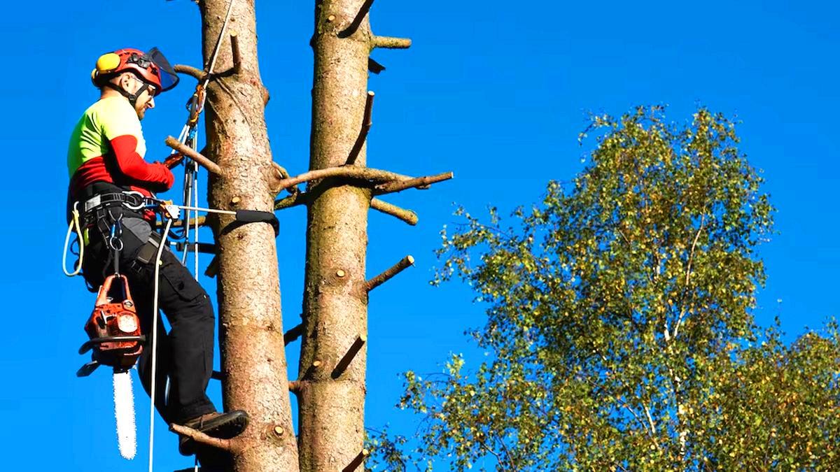 Le décret du 14 mars rend obligatoire l’élagage de tous les arbres situés à moins de 3 mètres des lignes électriques “sous peine de grosse contravention”
