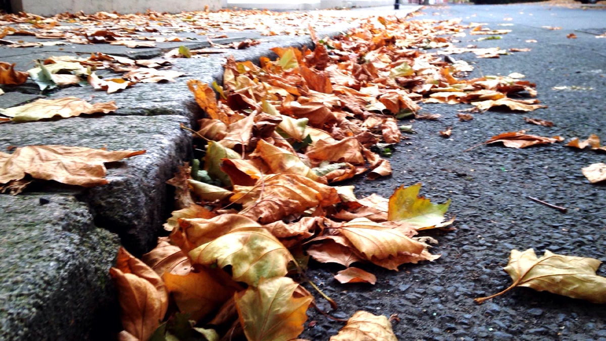Les feuilles mortes laissées sur les trottoirs sont désormais passibles d’une contravention même en dehors des zones urbaines