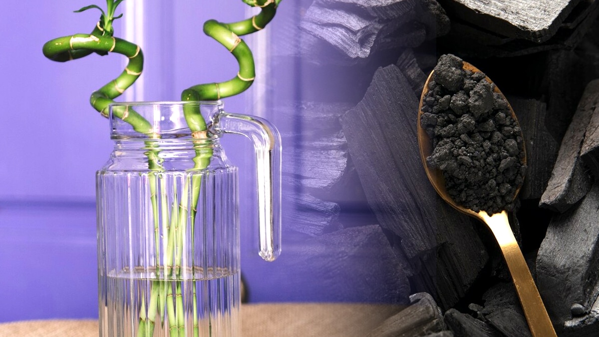Pourquoi nos aïeuls utilisaient des morceaux de charbon dans l’eau des vases à fleurs “ça évitait la pourriture”