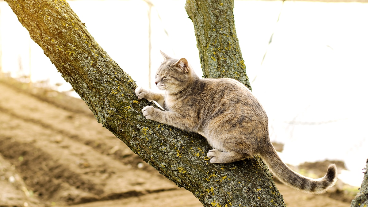 Cette technique des anciens avec des branches de noisetier empêche les chats de gratter les semis “c’est radical”