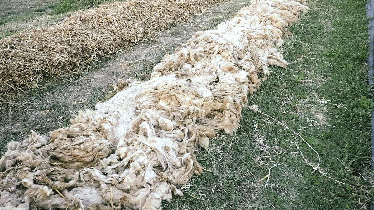 Ces jardiniers utilisent de la laine de mouton en paillage pour retenir l’humidité “on n’arrose plus qu’une fois par semaine”