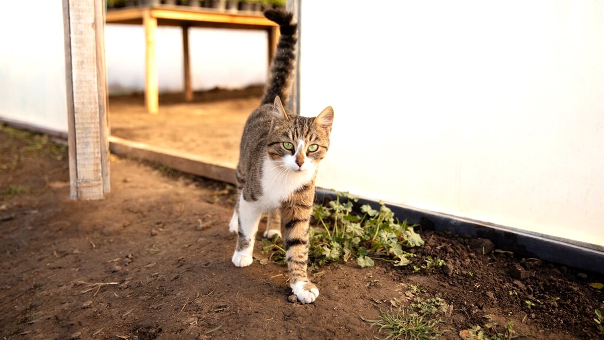 Cette ancienne méthode pour éloigner les chats des massifs fleuris avec des écorces d’agrumes est toujours aussi efficace