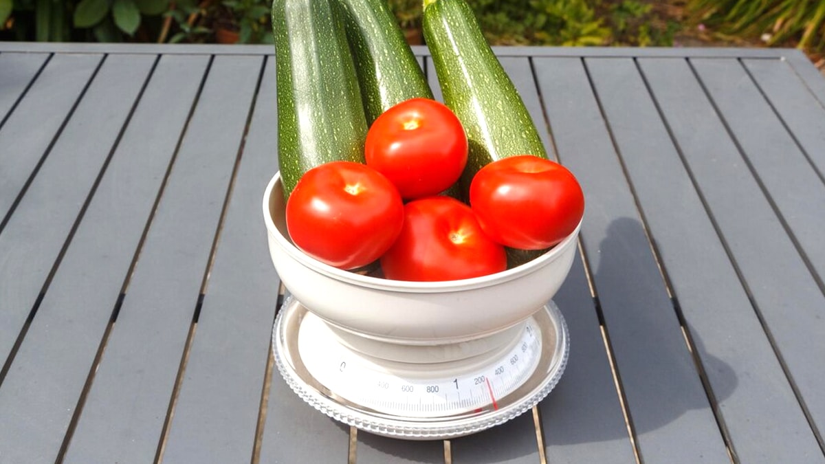 Voici pourquoi ces jardiniers laissent toujours un bol d’eau au pied de leurs tomates pendant les journées chaudes “ça change tout à la récolte”