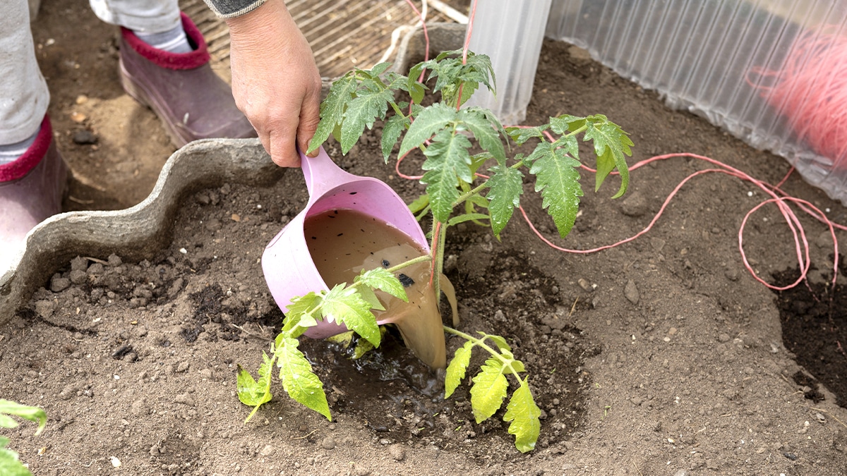 Une poignée de cendre de bois au pied des tomates serait un engrais naturel excellent selon les jardiniers des zones rurales
