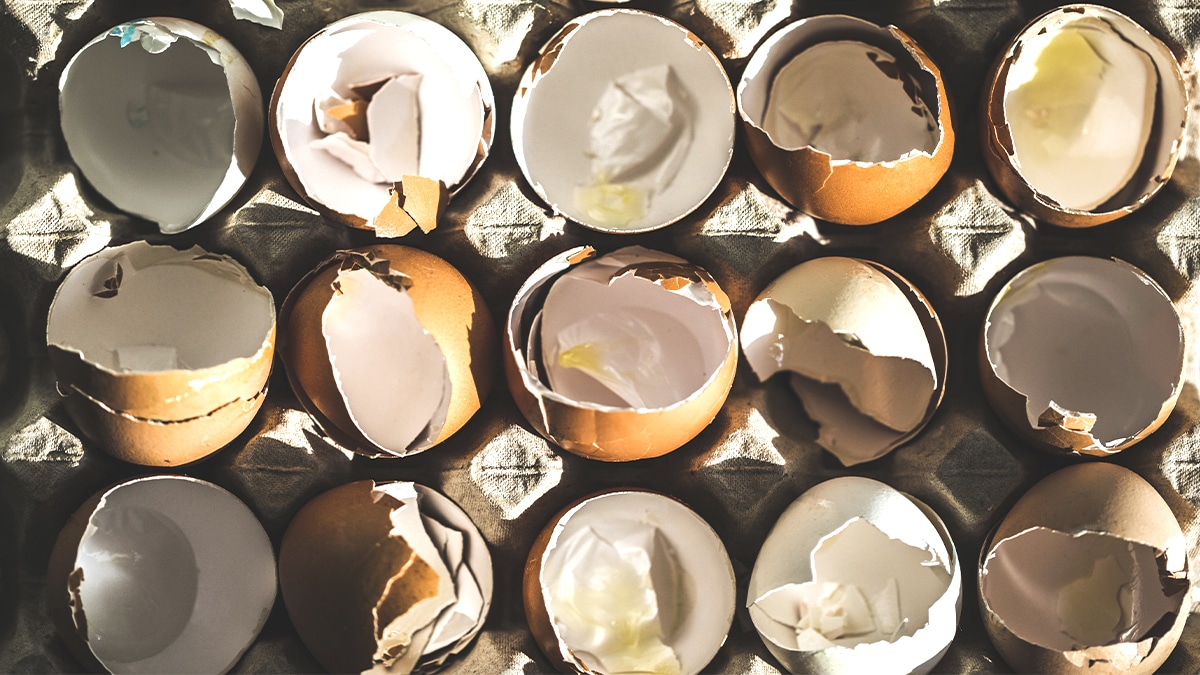 Cette astuce héritée des campagnes consiste à utiliser les coquilles d’œufs pour nourrir les rosiers naturellement