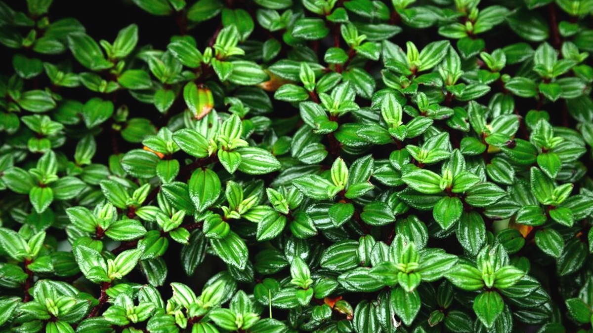 Un arrêté impose désormais de ne pas laisser les feuilles de haies tomber chez le voisin sous peine d’amende