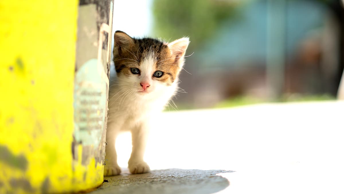 Ceux qui installent un abri pour chats errants risquent une mise en demeure “le maire parle de nuisances et de santé publique”
