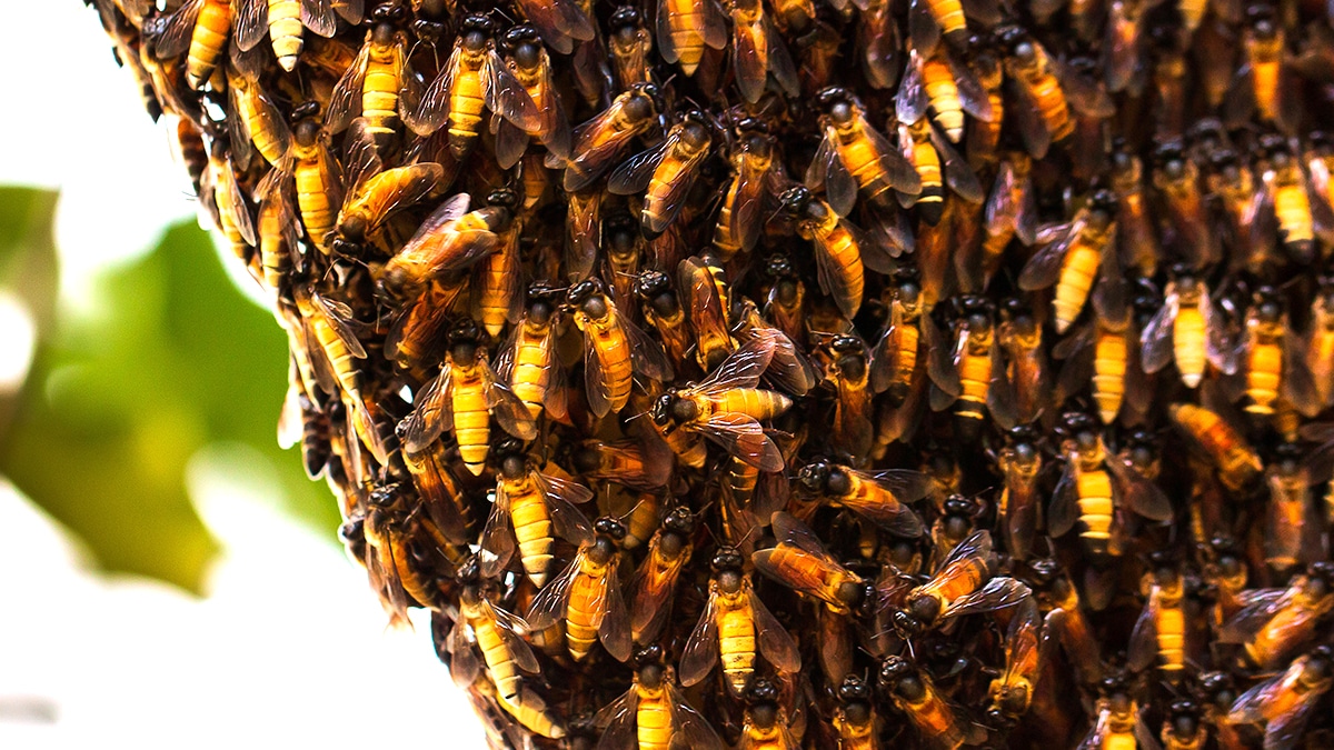 Un essaim d’abeilles logé dans un conduit de cheminée a déclenché l’intervention des pompiers “l’apiculteur m’a dit qu’il fallait les signaler dans les 24 h”