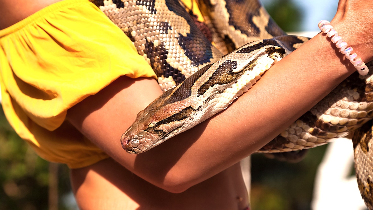 Un couple interdit d’hôtel après avoir dissimulé un python dans une valise “il restait immobile, on pensait que ça passerait”