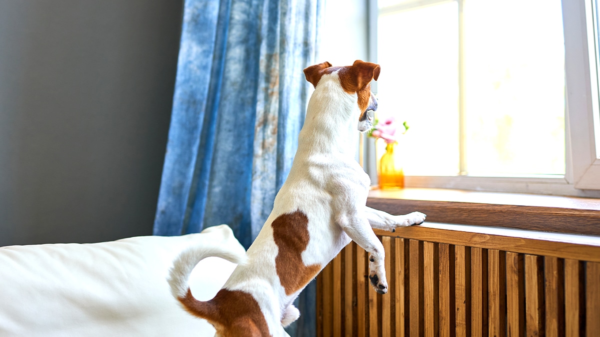 Un chien s’échappant tous les matins a fait perdre la patience des voisins « ils ont monté un dossier avec photos à l’appui