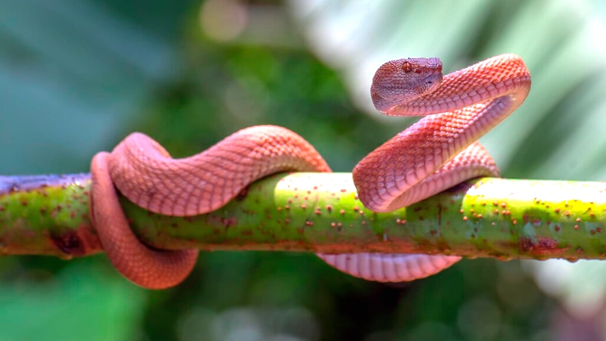 Ceux qui emmènent leurs serpents en camping doivent désormais remplir une déclaration “je ne savais pas que c’était interdit même en terrarium fermé”