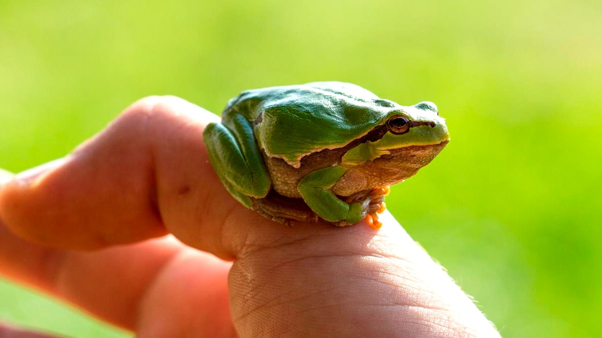 Un enfant a ramené des grenouilles chez lui, ses parents verbalisés “la capture d’animaux protégés est strictement interdite”