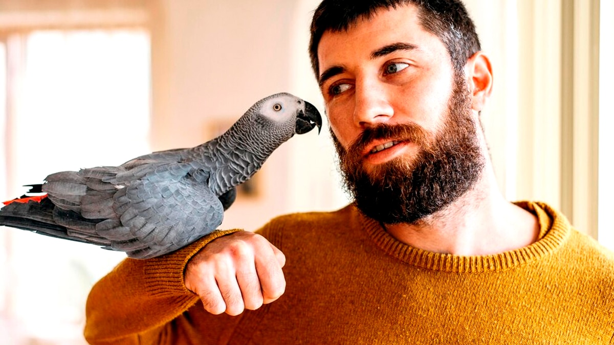 Des plaintes en série dans un lotissement à cause d’un perroquet qui répète des insultes “la mairie m’a demandé de faire taire mon oiseau”