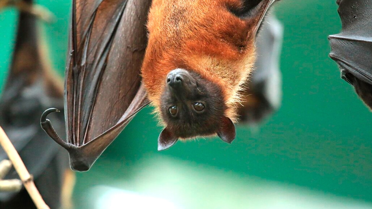 Ceux qui hébergent des chauves-souris dans leur grange doivent le signaler à la DREAL “elles sont protégées, même en ruine”