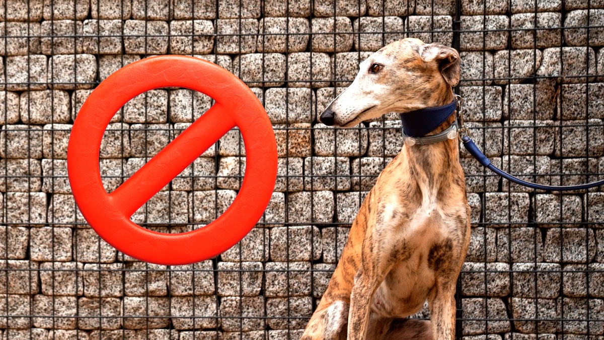 Un chien attaché devant une supérette provoque une amende “le Code rural interdit de laisser un animal sans surveillance sur la voie publique”