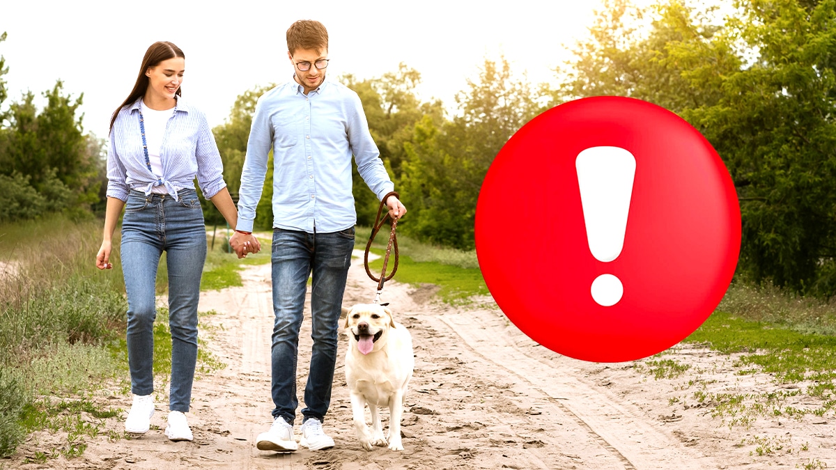 Ceux qui promènent leur chien sans laisse dans les zones urbaines risquent des amendes “même s’il est gentil, ça ne change rien selon la loi”