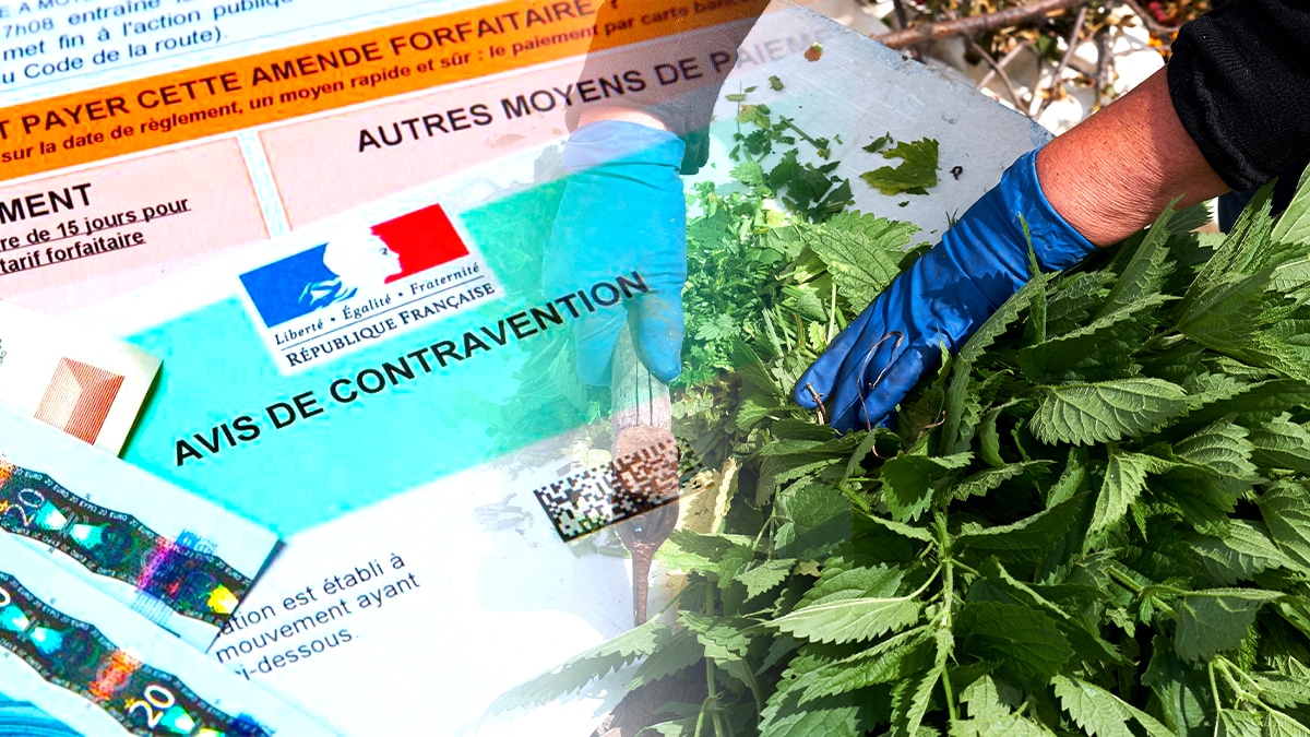 Un jardinier a écopé d’une amende pour avoir utilisé du purin d’ortie sans dilution “l’odeur était jugée trop forte pour le voisinage”