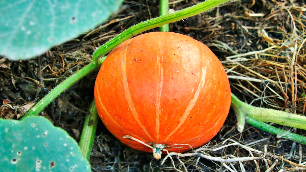 Un plant de courge géant déclenche un conflit de voisinage “les tiges dépassaient largement la clôture mitoyenne”