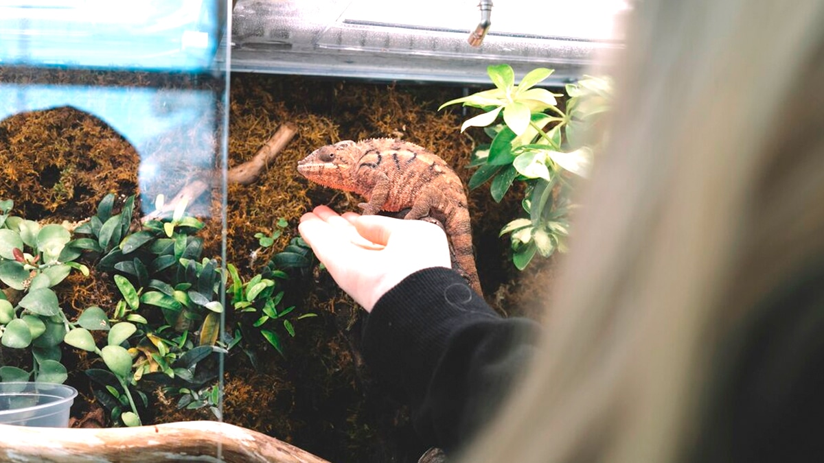 Un terrarium clandestin avec 42 espèces découvert dans un pavillon de banlieue “des scorpions, des lézards et même une mygale”