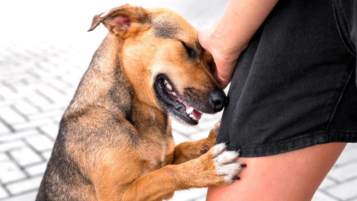 Un habitant a dû payer 1200 € après avoir frappé un chien avec une pelle “il avait mordu son fils, mais il n’a pas attendu les autorités”