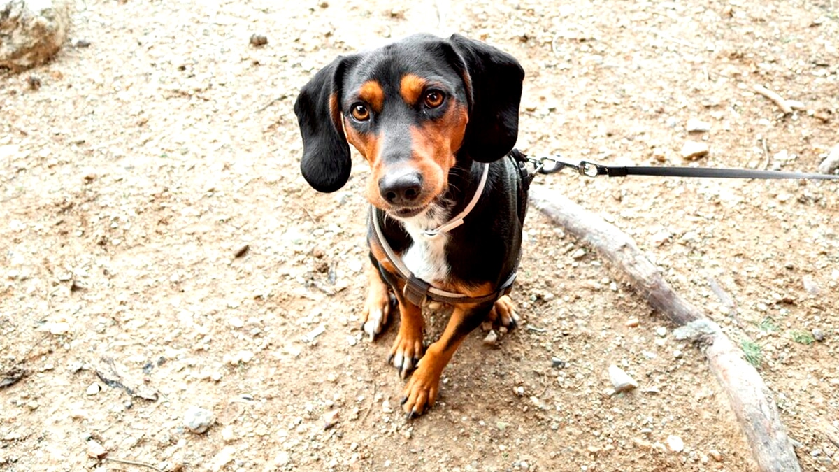 Ceux qui ont un chien non pucé peuvent recevoir une contravention immédiate “j’ignorais que c’était obligatoire même pour un petit chien”