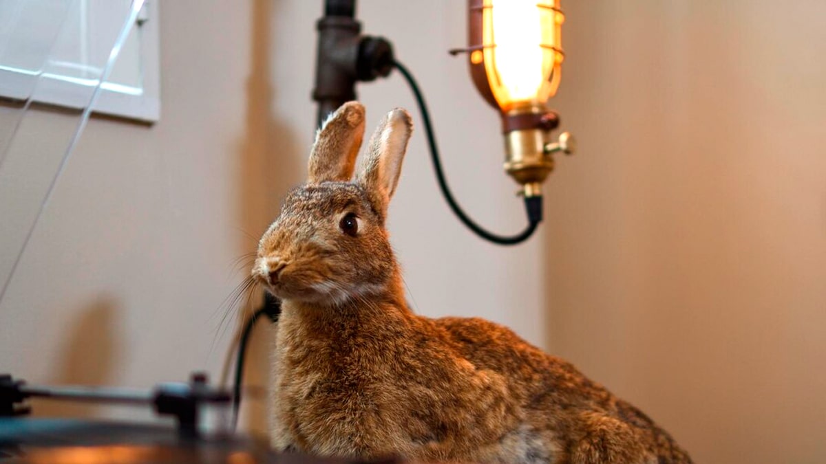 Un lapin domestique provoque une coupure de courant dans tout le pâté de maisons “il s’était faufilé dans le local EDF”
