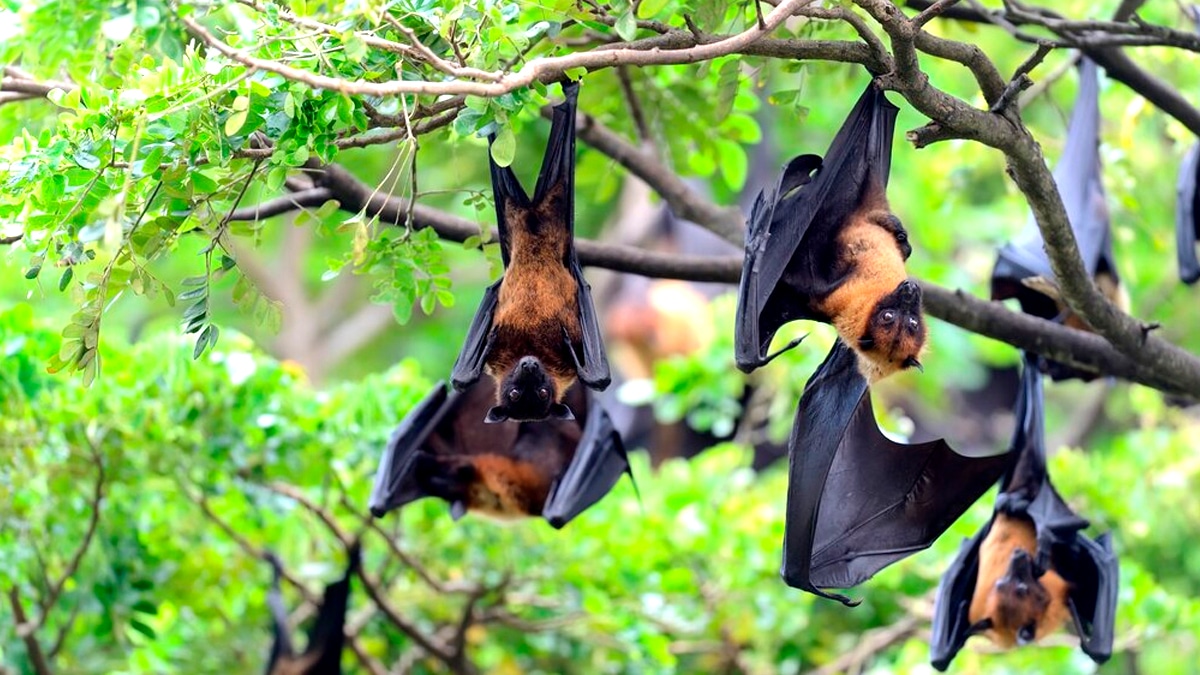 Un propriétaire verbalisé après avoir transformé son jardin en refuge à chauves-souris “la mairie dit que ça pose un problème de salubrité”