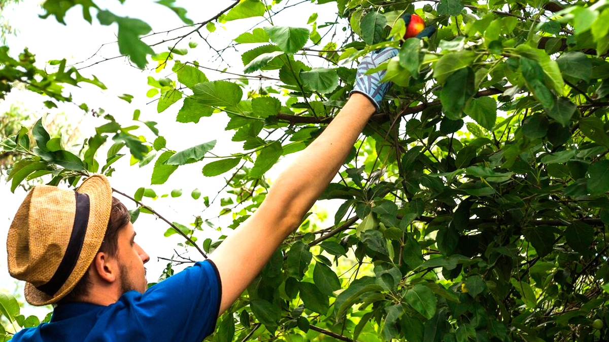 Un habitant est sommé de couper ses arbres fruitiers en bord de clôture “les fruits tombent chez le voisin, qui réclame une compensation”