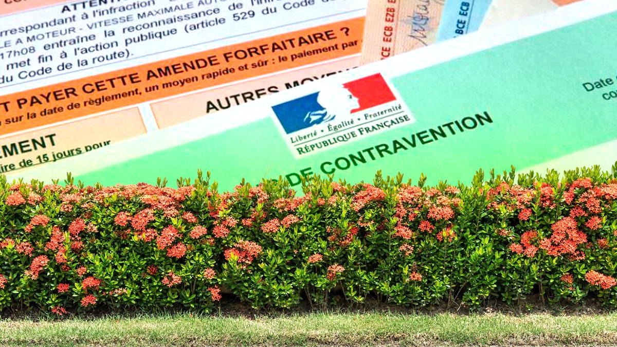 Un jardinier amateur verbalisé pour avoir planté une haie végétale jugée trop haute “le maire invoque une atteinte à la visibilité routière”