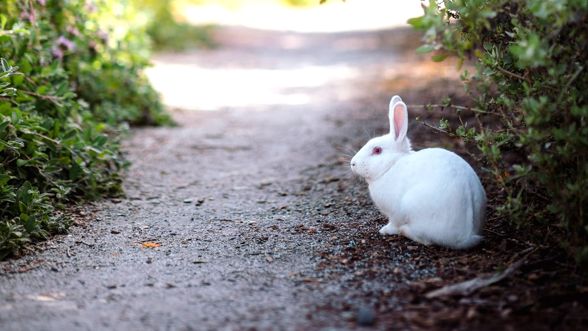 Un lapin domestique libéré dans la nature a provoqué une infestation “la mairie a dû organiser une battue”