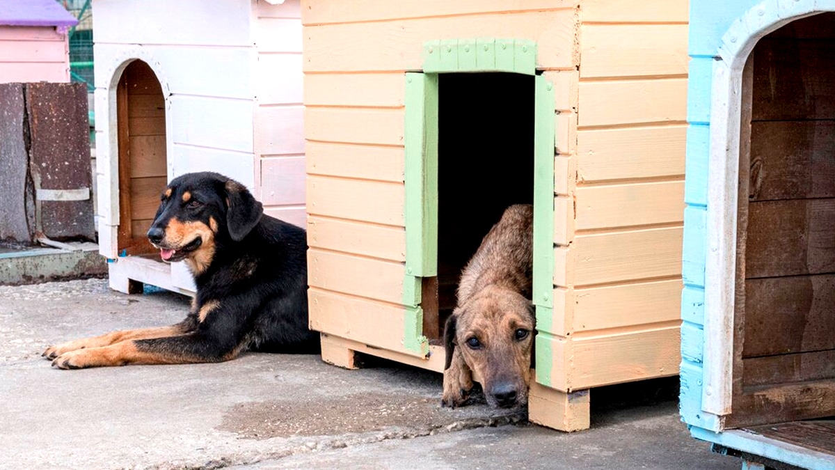 Un refuge pour chiens clandestin démantelé dans une ferme désaffectée “les voisins entendaient des hurlements jour et nuit”