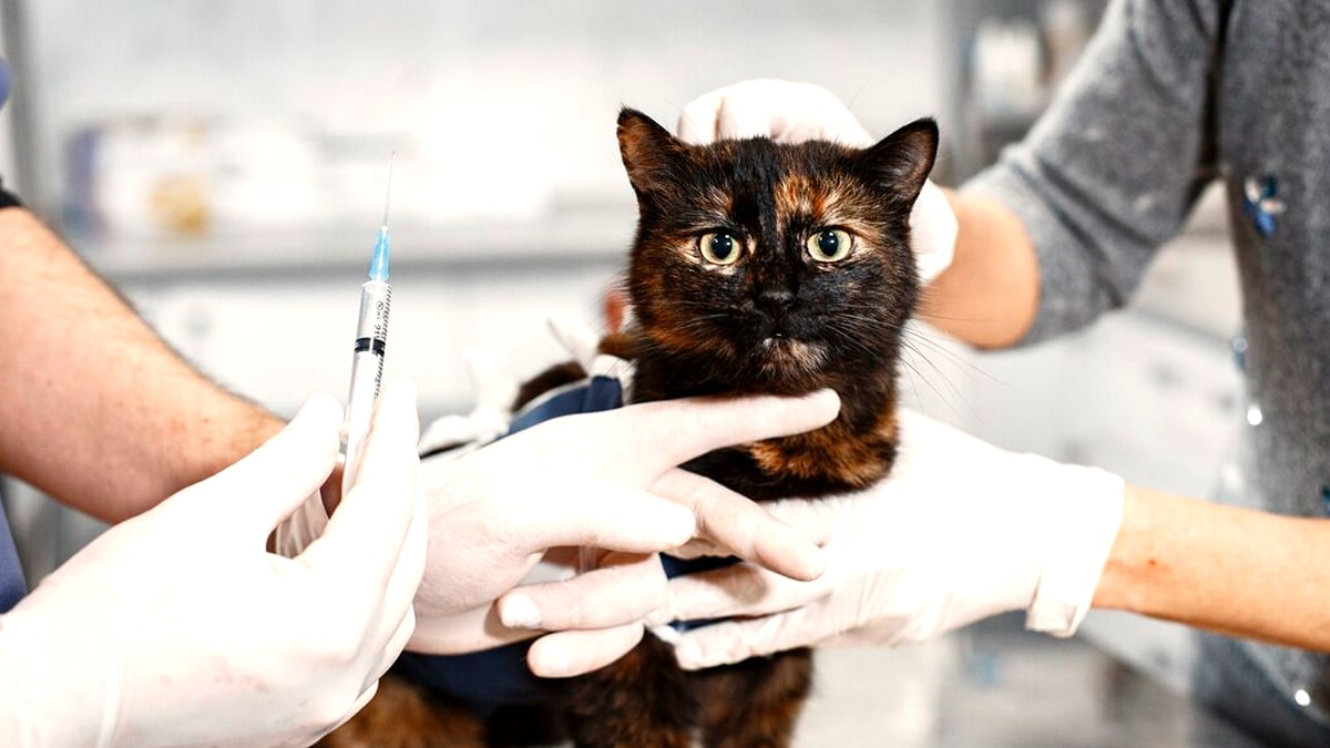 Un propriétaire poursuivi pour avoir refusé de stériliser ses chats “ils se multipliaient dans tout le quartier”