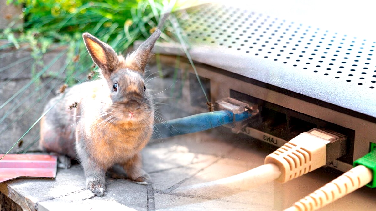 Un lapin nain a rongé les fils de la box du voisin, plainte déposée “j’ai jamais vu ça, internet coupé trois jours”