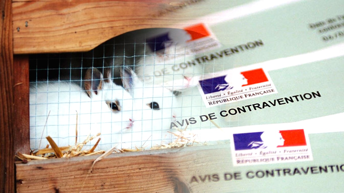 Une amende de 750 € infligée pour avoir installé un clapier sans autorisation “c’est une structure considérée comme construction fixe”