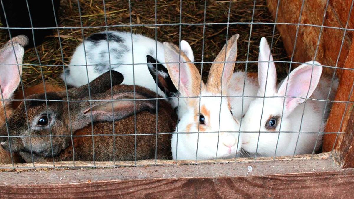 Une famille a été sommée de déplacer leur clapier à lapins “les mouches et les odeurs dérangent le voisinage”