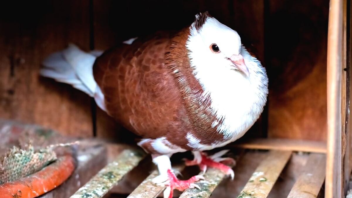 Un pigeon domestique non déclaré a été saisi par les services de la ville “je ne savais pas qu’il fallait une autorisation pour un oiseau”
