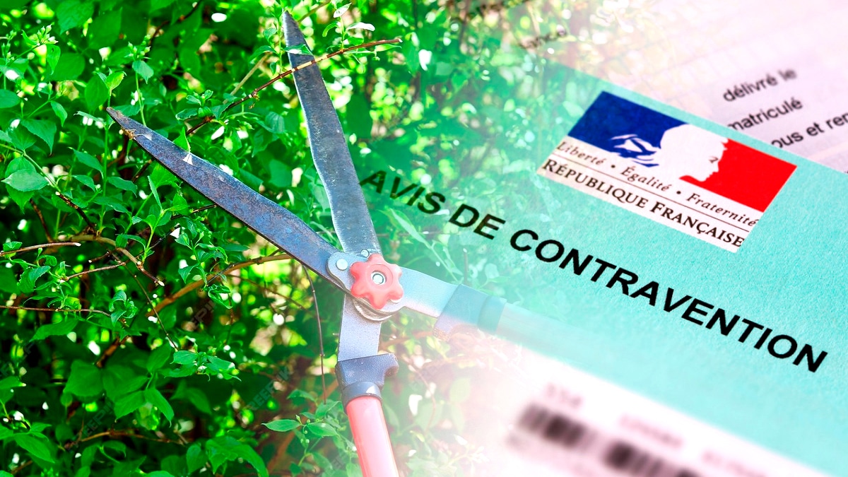 Un voisin a reçu 450 € d’amende pour avoir taillé sa haie trop tôt “je ne savais pas que c’était interdit avant le 15 août”