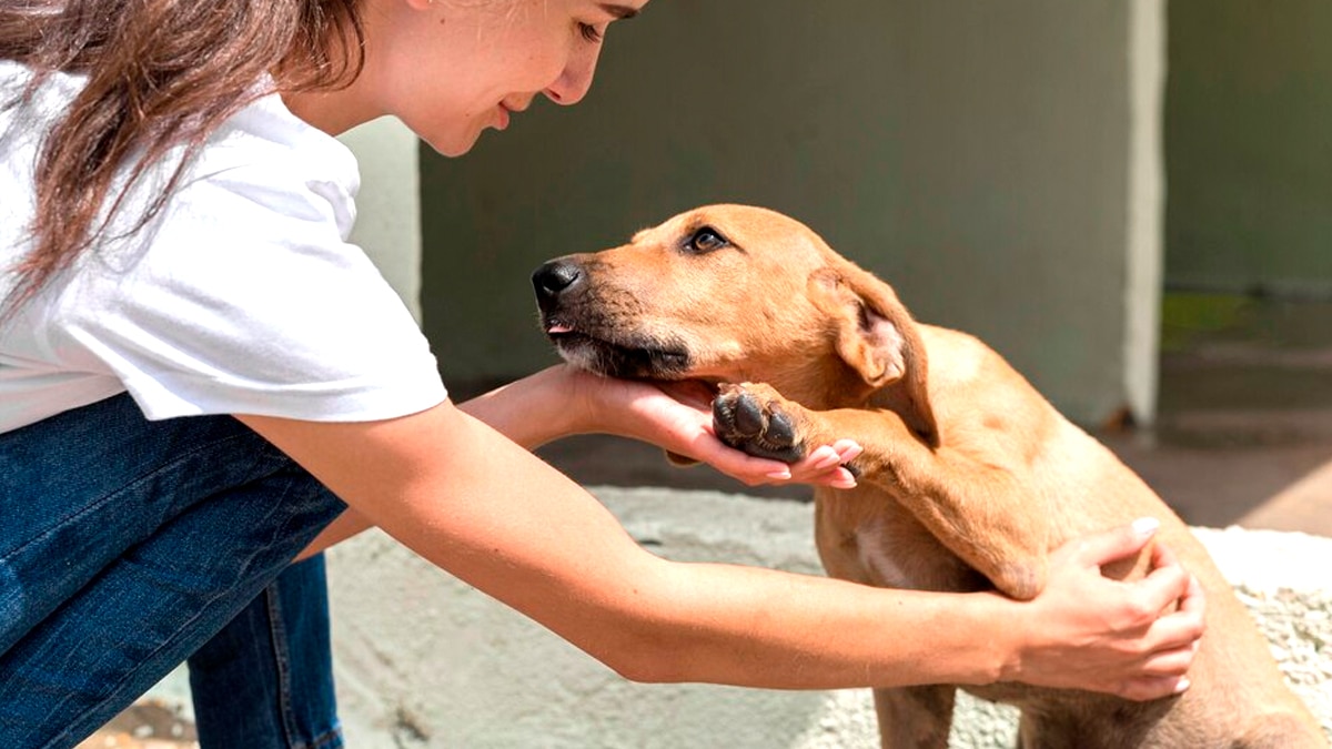 “La propriétaire a crié au harcèlement” raconte ce promeneur qui a simplement caressé un chien attaché sur le trottoir et s’est vu infliger une contravention selon le procès-verbal dressé sur place
