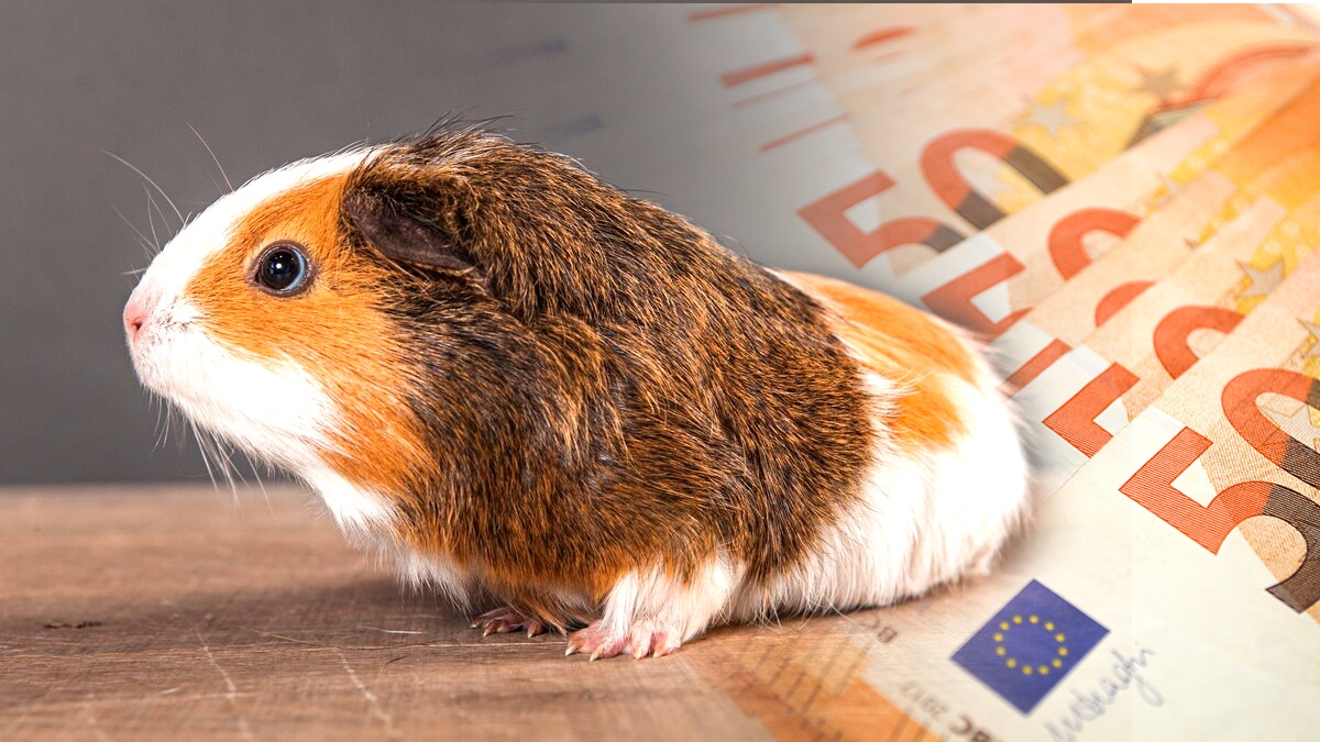 Un habitant a dû payer 250 € pour un cochon d’Inde “échappé par mégarde” qui a rongé les câbles du voisin