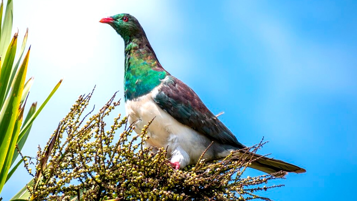 Un pigeon voyageur retrouvé à 800 km de chez lui avec un message dans une capsule “le propriétaire a été verbalisé pour marquage illégal malgré sa surprise totale”