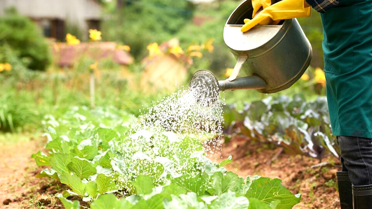 Ceux qui arrosent leur potager avec l’eau de leur puits non déclaré risquent jusqu’à 1500 € d’amende “on m’a accusé de prélever dans la nappe”