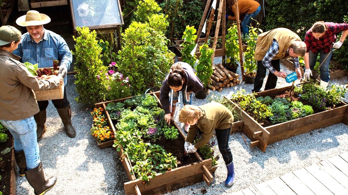 Ce potager collectif de quartier visé par une plainte pour non-respect du PLU “on nous reproche d’avoir planté des tournesols”