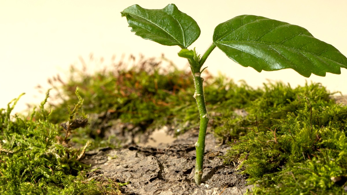 Ceux qui plantent directement dans le sol d’un terrain municipal non affecté au jardinage peuvent être poursuivis