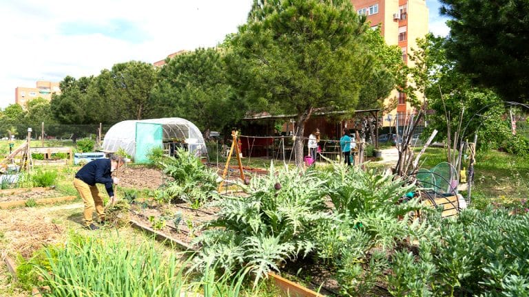 “Il y avait trop de fleurs et trop de bruit d’abeilles” affirme le voisin qui a obtenu la fermeture d’un jardin communautaire très apprécié des familles et des enfants du quartier