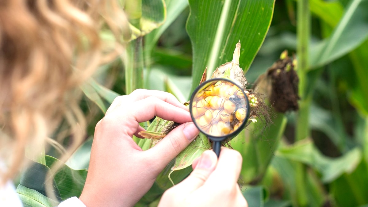 Un maire rural interdit désormais la culture du maïs dans les potagers municipaux “c’est trop gourmand en eau selon lui”